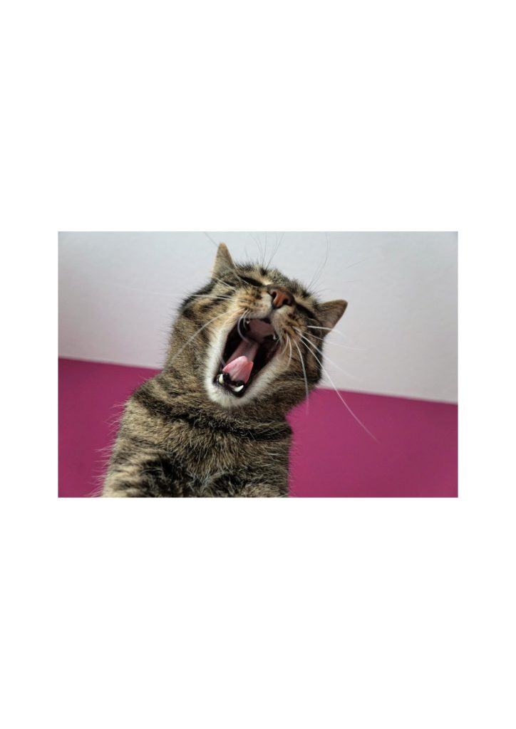 chat qui chante pour un atelier sur le chant